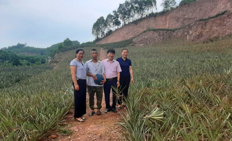 Mô hình trồng dứa ở huyện Lục Nam thành công nhờ sự hỗ trợ của nguồn vốn chính sách.