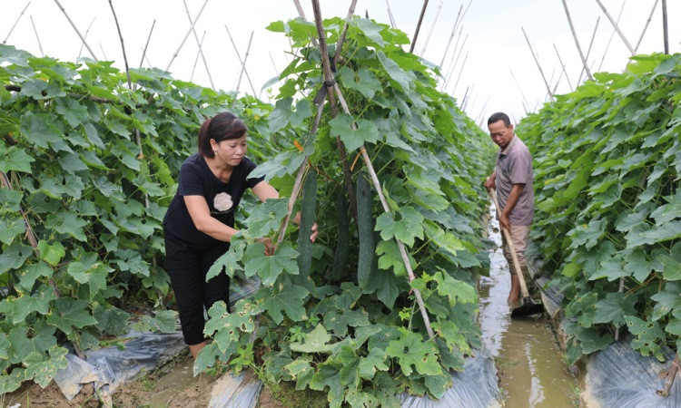 Gia đình chị Giáp Thị Hằng, tổ dân phố Hải, thị trấn Kép (Lạng Giang) tham gia các lớp dạy nghề và vay vốn giải quyết việc làm để mở rộng diện tích trồng bí xanh, hành, ớt...