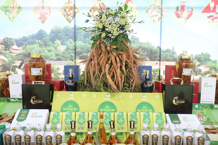 Trưng bày sản phẩm sâm Nam núi Dành.