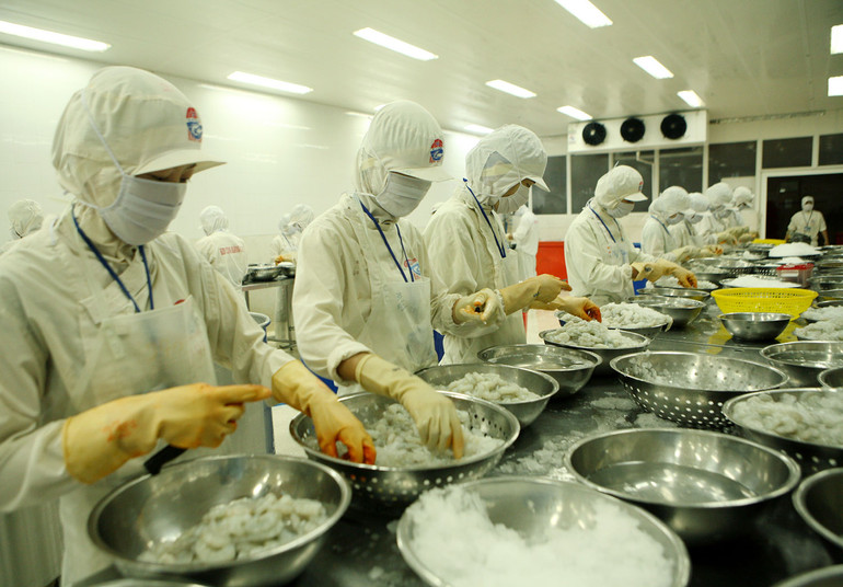 Sản phẩm tôm đang rộng đường xuất khẩu sang thị trường Trung Quốc. (Ảnh TRẦN TUẤN)