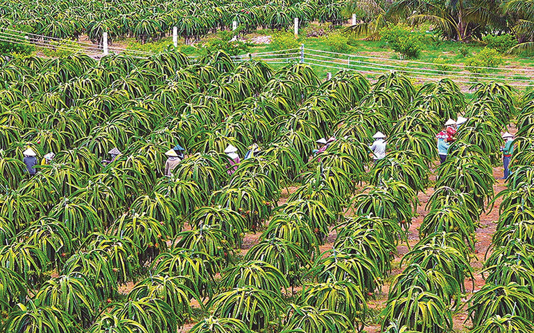 Trang trại thanh long ở Hàm Thuận Nam (tỉnh Bình Thuận). (Ảnh NGỌC LÂN)