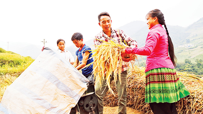 Trĩu nặng những hạt vàng.