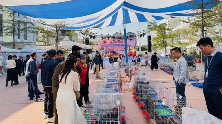 Nhiều người dân ở các tỉnh lân cận đã có mặt từ sớm để chiêm ngưỡng giống gà quý hiếm. Nhiều người dân ở các tỉnh lân cận đã có mặt từ sớm để chiêm ngưỡng giống gà quý hiếm.