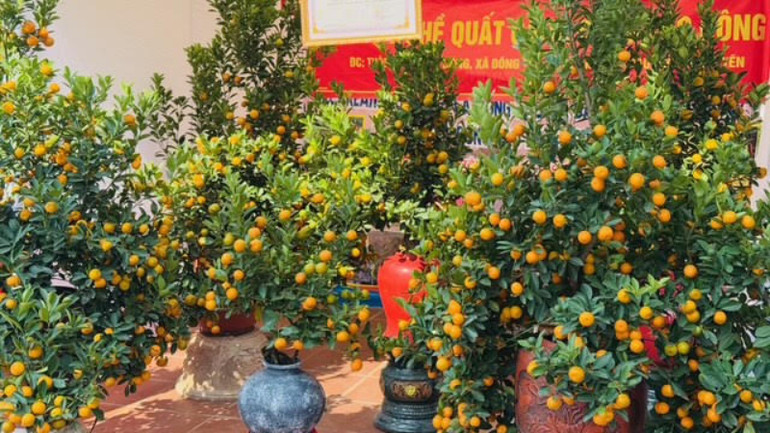 Quất cảnh của Khoái Châu (Hưng Yên) cũng được nhiều người ưa chuộng để trưng Tết. Quất cảnh của Khoái Châu (Hưng Yên) cũng được nhiều người ưa chuộng để trưng Tết.