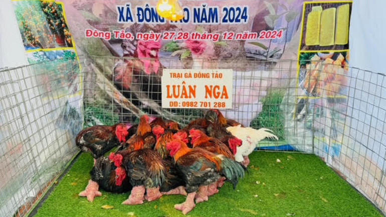 Trại gà nào cũng mang đến những thí sinh đẹp và to khỏe nhất để tham gia hội thi. Trại gà nào cũng mang đến những thí sinh đẹp và to khỏe nhất để tham gia hội thi.