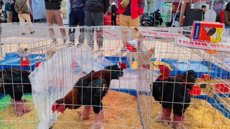 Những chú gà Đông Tảo có đôi chân dị biệt. Những chú gà Đông Tảo có đôi chân dị biệt.