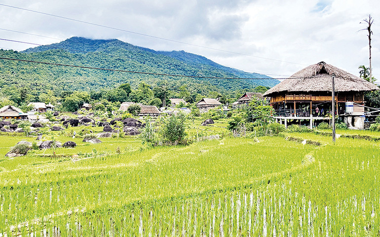 Lúa mùa tại xã Phương Độ (thành phố Hà Giang) phát triển tốt. (Ảnh Trần Kế)