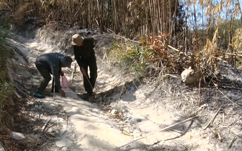 Người dân và nhân viên quản lý, bảo vệ rừng phòng hộ nhặt đinh trên các tuyến đường tuần tra, khu vực rừng bị đốt.