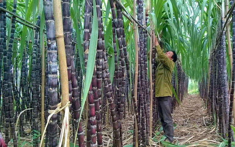 Ngành mía đường nội chưa thể phát triển bền vững Vùng nguyên liệu - tự chủ nguồn cung vẫn là bài toàn lớn