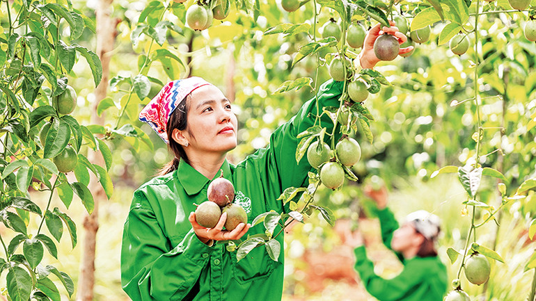 Chanh dây-một trong số sản phẩm trái cây chủ lực xuất khẩu của tỉnh Gia Lai.