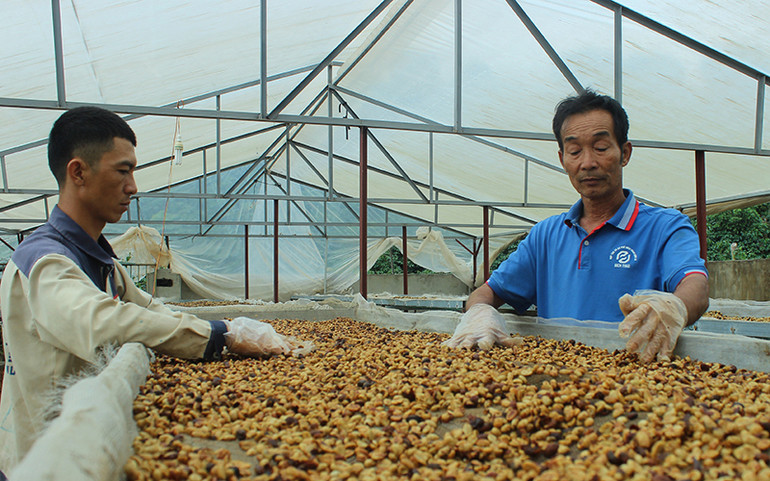 Sản phẩm cà-phê hữu cơ Heli thay thế cà-phê chồn của Hợp tác xã Bích Thao Sơn La.