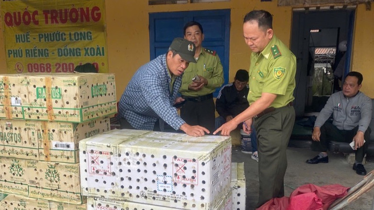 Kiểm lâm thành phố Huế từng phát hiện, thả về thiên nhiên hơn 1.000 con chim chào mào được cất giấu tại bến xe phía bắc.