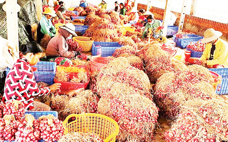 Bó hành tím sau khi thu hoạch ở Vĩnh Châu (Sóc Trăng).