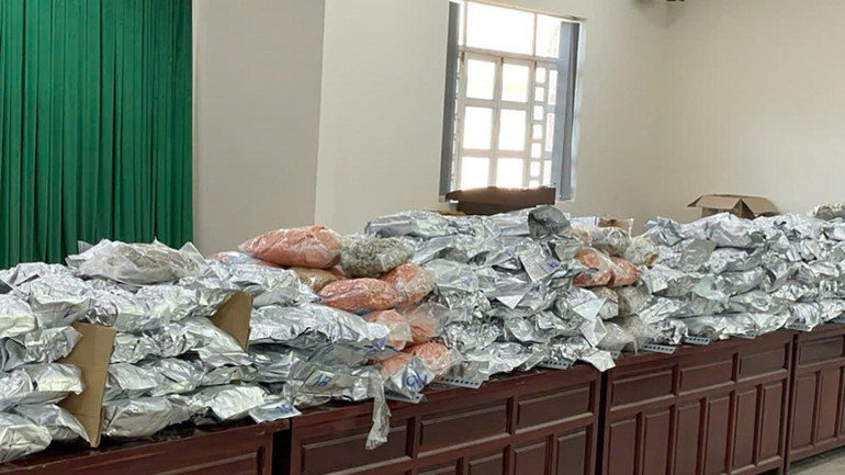 Khối lượng lớn cần sa khô được thu giữ.