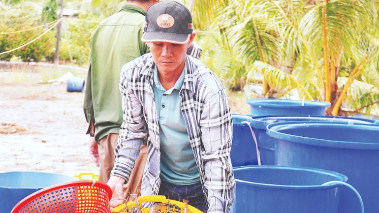 Thương lái vào tận nơi thu mua tôm càng xanh với giá từ 100.000-130.000đồng/kg, nông dân thu lời khoảng 40 triệu đồng/ha.