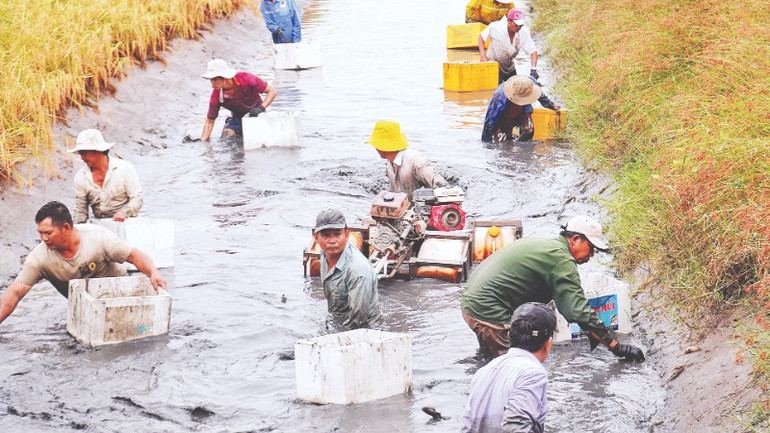 Nông dân huyện Thới Bình (tỉnh Cà Mau) thu hoạch tôm càng xanh.