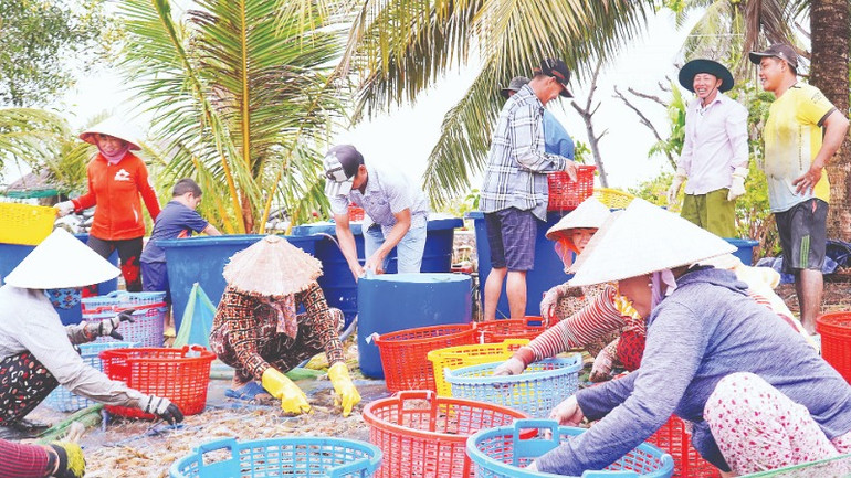 Tôm càng xanh sau khi thu hoạch ở ruộng lúa được chuyển vào sân nhà rửa sạch trước khi bán cho thương lái.