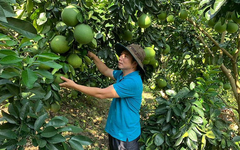 Bưởi VietGAP của Hợp tác xã trồng cây ăn quả bản Nghĩa Hưng, xã Mường Cơi, huyện Phù Yên (Sơn La).