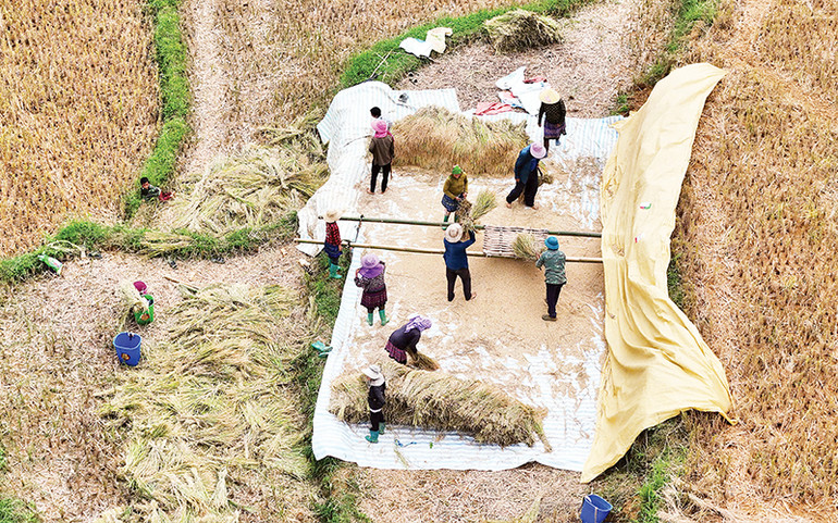 Thời tiết không mưa giúp việc thu hoạch lúa ở ruộng bậc thang Lào Cai thuận lợi.