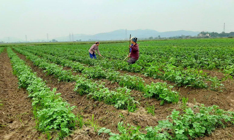 Nông dân xã Tư Mại (huyện Yên Dũng) chăm sóc khoai tây.