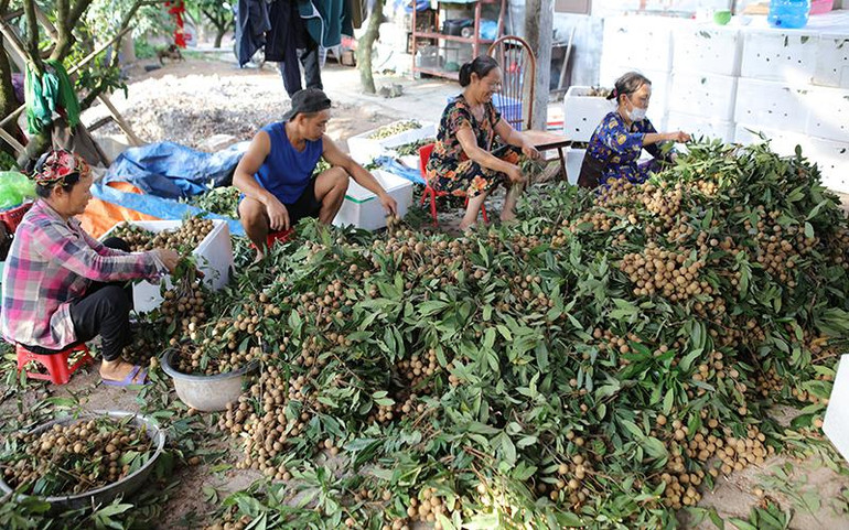 Các nhà vườn tỉnh Hưng Yên được mùa nhãn vụ 2022.