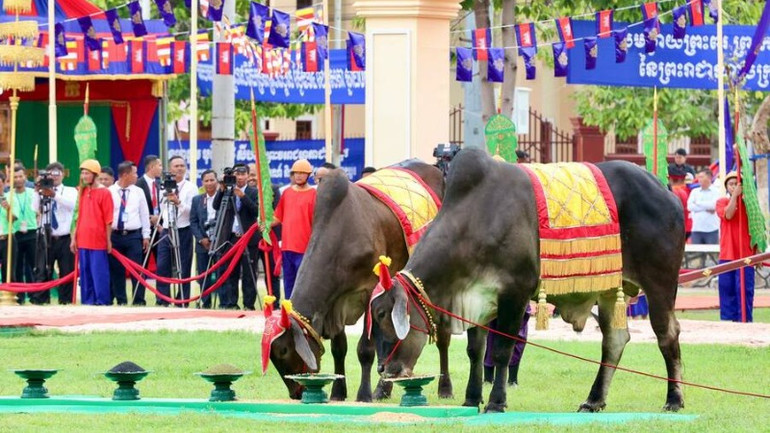 Cặp bò thiêng chọn ăn thóc, ngô và đỗ. (Ảnh: Bộ Thông tin Campuchia)
