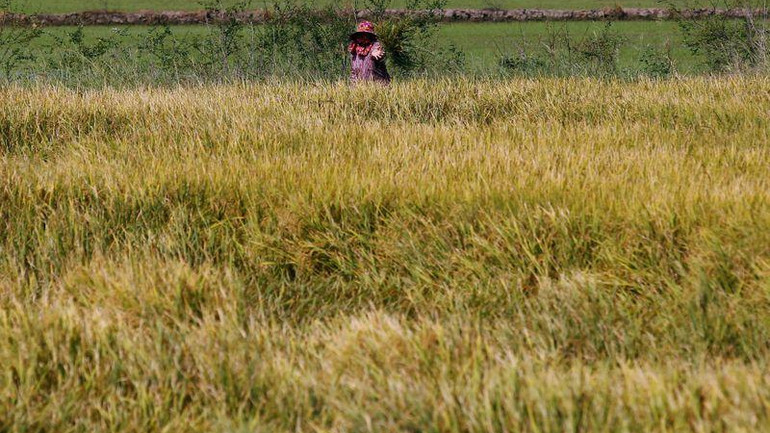 Cánh đồng lúa ở tỉnh Suphan Buri, Thái Lan. (Ảnh: REUTERS)