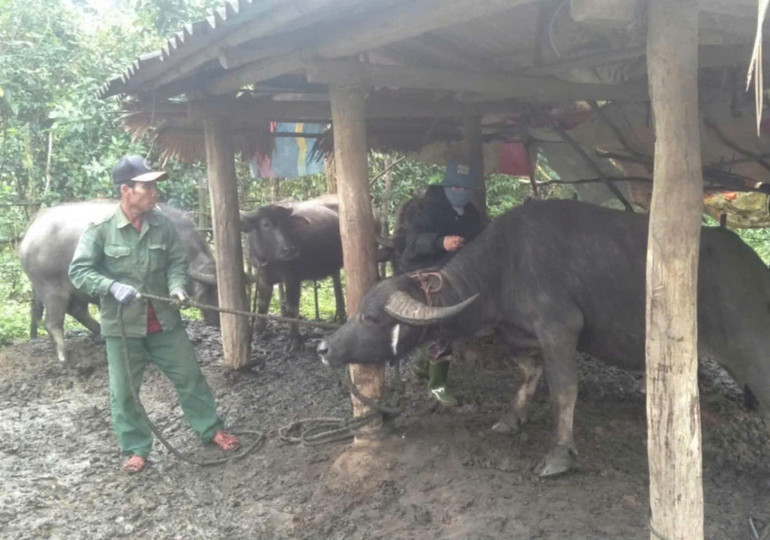 Đàn trâu ở ổ dịch xã Ba Lòng, huyện miền núi Đakrông đang được tiêm phòng dịch.