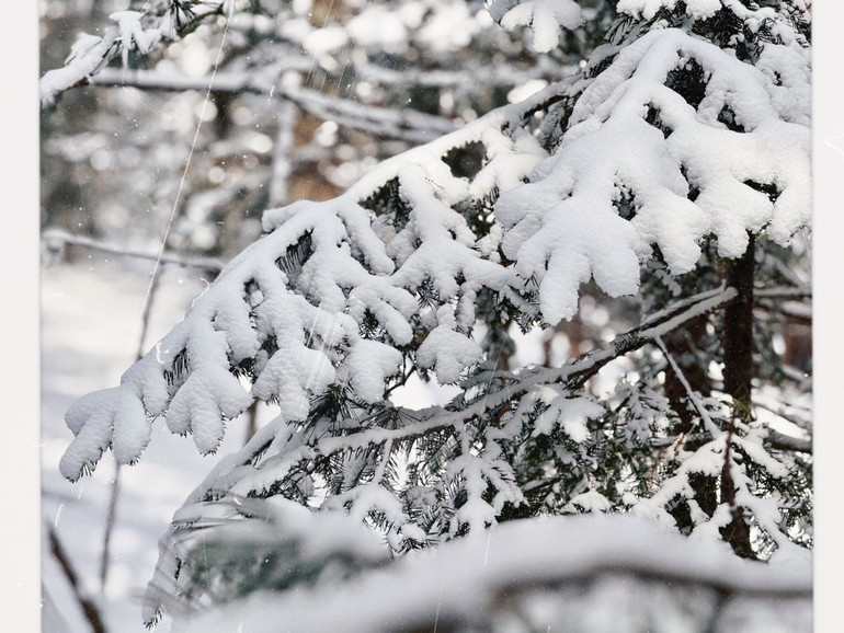 Tuyết dày phủ trên lá cây, tạo nên những cảnh quan độc đáo.