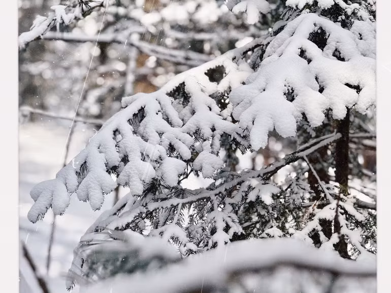 Tuyết dày phủ trên lá cây, tạo nên những cảnh quan độc đáo.