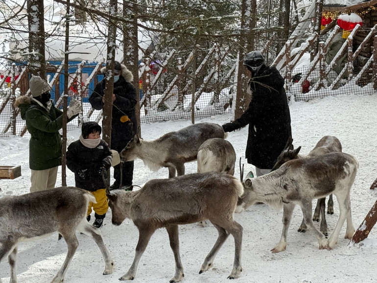 Những chú tuần lộc có sức chống chịu giữa thời tiết băng giá.