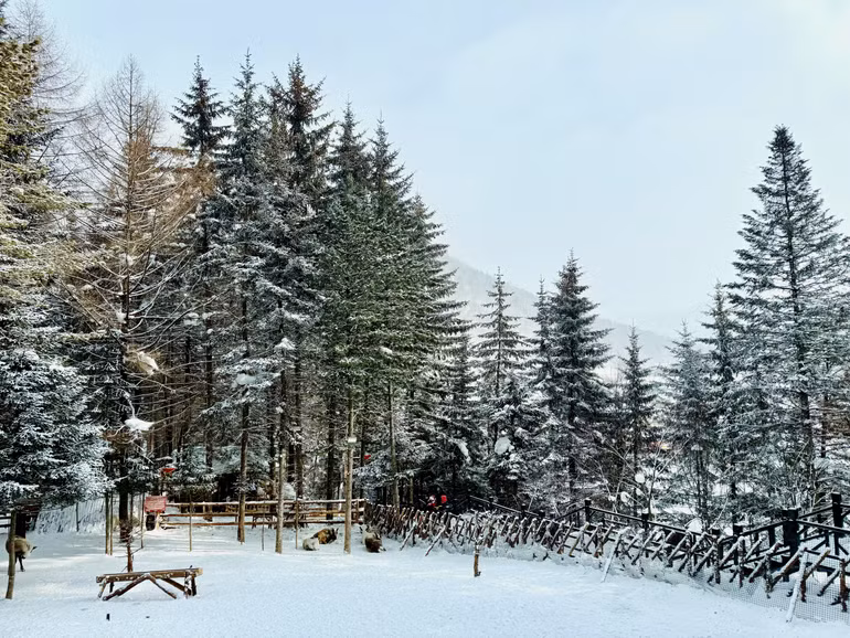 Những cây lá kim, vẫn hiên ngang giữa thời tiết băng giá âm mấy chục độ C.