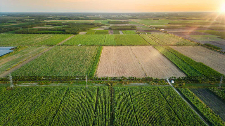 TTC AgriS sở hữu hơn 71 nghìn ha diện tích vùng nguyên liệu tự chủ, ứng dụng nền tảng công nghệ nông nghiệp (Agtech), trải dài tại 4 quốc gia: Việt Nam, Lào, Campuchia, Australia.