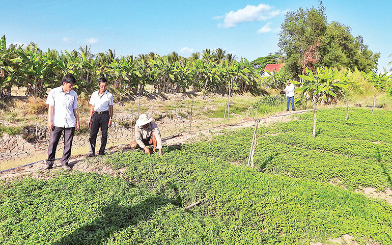 Vườn rau màu trái vụ của hội viên Hội Nông dân xã Trần Hợi, huyện Trần Văn Thời, tỉnh Cà Mau.