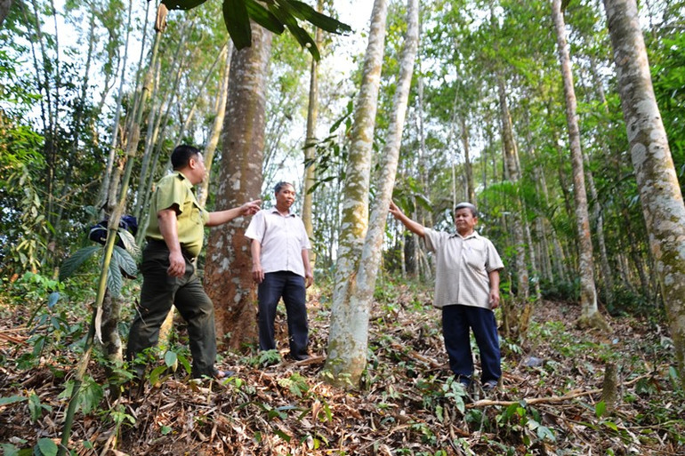 Lực lượng Kiểm lâm là lực lượng nòng cốt trong quản lý, bảo vệ rừng. (Ảnh: QUỐC HỒNG)