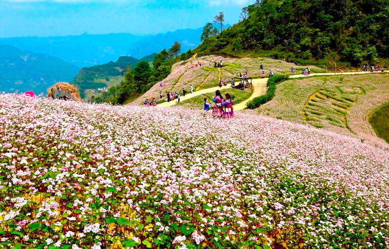 Mùa này, những đồi tam giác mạch nở tím trên các triền đồi, mời gọi du khách đến miền đất cổ Si Ma Cai, ở thượng nguồn sông Chảy. (Ảnh: ĐÌNH NAM)