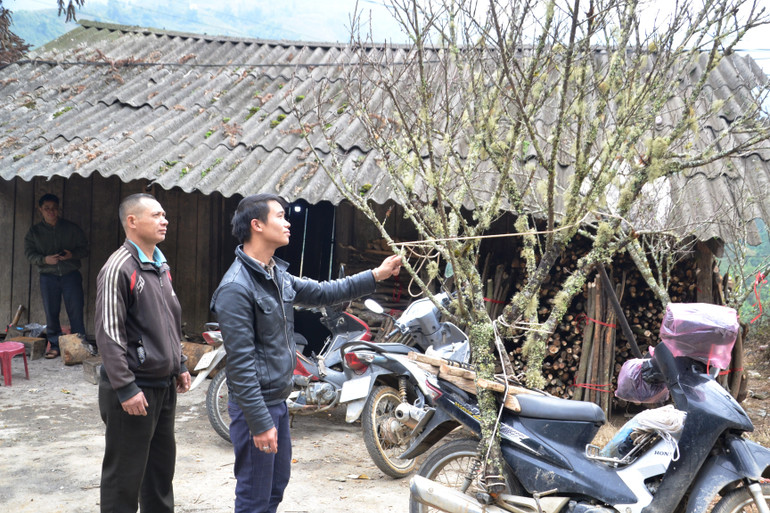 Những cây đào rừng thân cành xù xì, rêu mốc được khách ưa thích chọn mua chơi Tết. Những cây đào rừng thân cành xù xì, rêu mốc được khách ưa thích chọn mua chơi Tết.