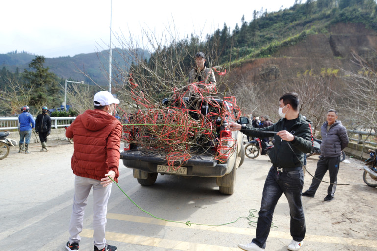 Khách mua chở đào rừng về xuôi đón Tết. Khách mua chở đào rừng về xuôi đón Tết.