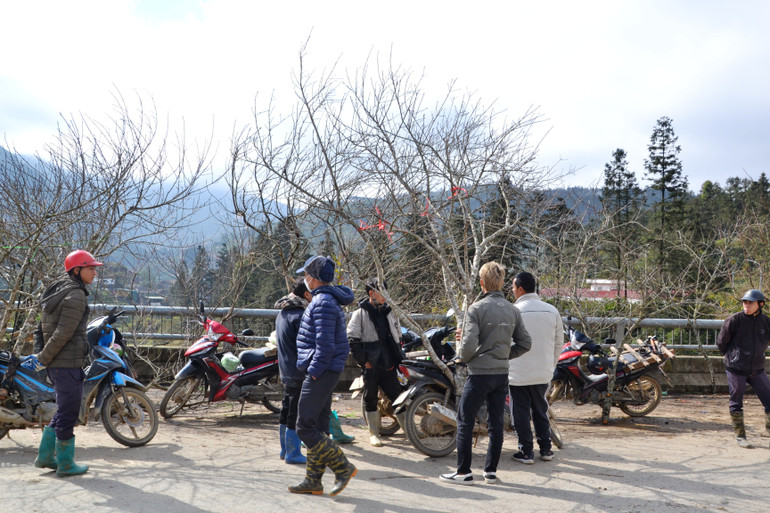 Đào rừng đón mùa xuân về.