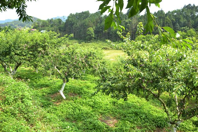 Người dân trồng mận Tam Hoa trên những sườn đồi thấp. (Ảnh: QUỐC HỒNG)