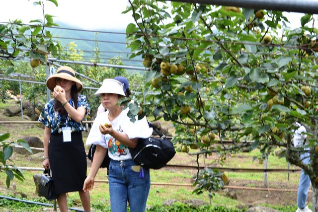 Du khách có thể thưởng thức lê tại vườn. (Ảnh: QUỐC HỒNG) Thiếu nữ dân tộc H'Mông bên vườn lê chín. (Ảnh: QUỐC HỒNG)