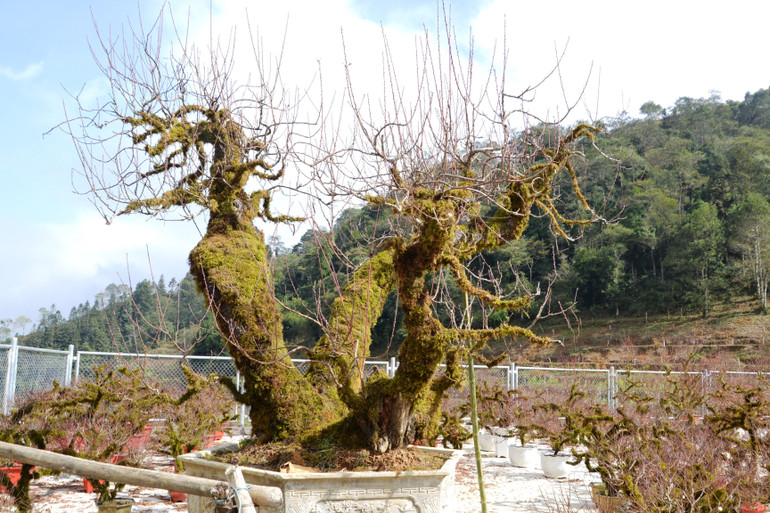 Gốc đào cổ thụ này có giá hàng chục triệu đồng. Gốc đào cổ thụ này có giá hàng chục triệu đồng.