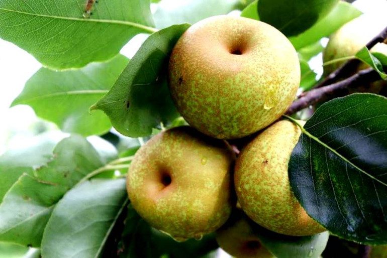 Quả lê Tai Nung-VH6 mọng nước, vị ngọt mát. (Ảnh: TL) Quả lê Tai Nung-VH6 mọng nước, vị ngọt mát. (Ảnh: TL)