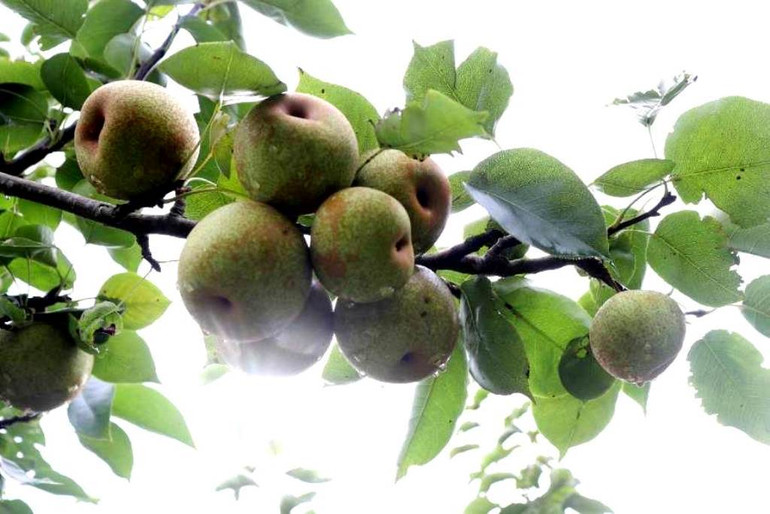 Cành lê trĩu quả. (Ảnh: TL) Cành lê trĩu quả. (Ảnh: TL)