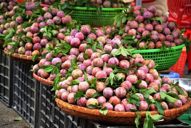 Mận Tam Hoa hấp dẫn người dùng bởi quả to, giòn, ngọt, mẫu mã đẹp. (Ảnh: QUỐC HỒNG)