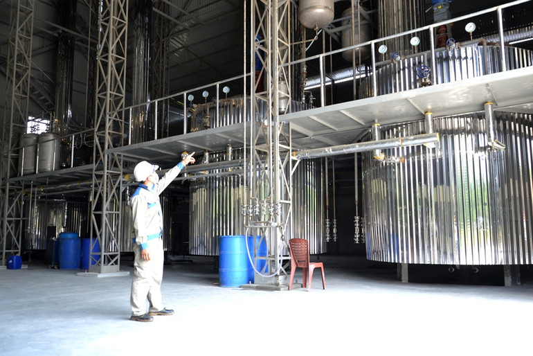 Sản xuất tinh dầu quế xuất khẩu. (Ảnh: QUỐC HỒNG)