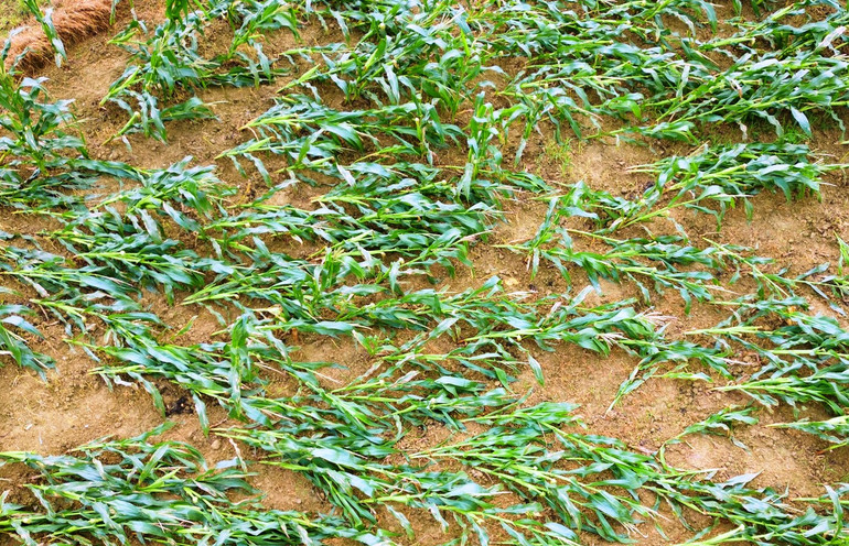 Ngô bị thiệt hại do dông lốc làm gãy đổ. (Ảnh: TL)