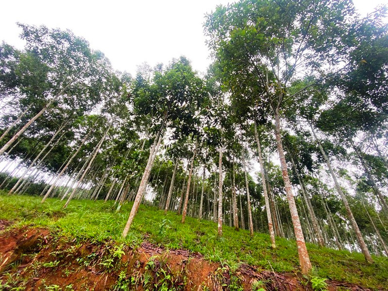 Tỉnh Lào Cai hiện có hơn 57.000ha quế, hằng năm đem về khoảng 800 tỷ đồng. (Ảnh: QUỐC HỒNG)