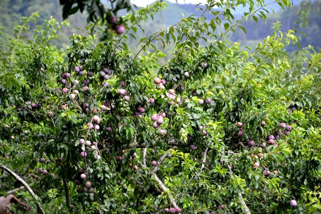 Giống mận Tam Hoa hợp đất Bắc Hà nên rất sai quả. (Ảnh: QUỐC HỒNG)