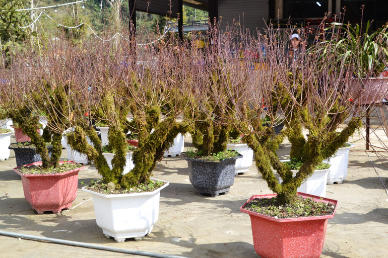 Đào rừng gốc to, xù xì rêu mốc xứ lạnh Sa Pa được nhiều người ưa chuộng. Đào rừng gốc to, xù xì rêu mốc xứ lạnh Sa Pa được nhiều người ưa chuộng.